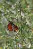 Allison Frost (queequeg) > San Diego Wild Animal Park: Take Two photo