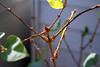 Miscellaneous : Miscellaneous nature shots.