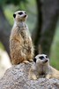 Allison Frost (queequeg) > San Diego Sagas: The Wild Animal Park