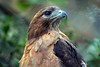 Allison Frost (queequeg) > Los Angeles Zoo.

A little bit about this photo, as I am quite proud of it -- the hawk was behind a chain link fence -- you can see the patterns of it very out of focus.  The next time I went to the zoo I tried to replicate this, but either the bird was too close to the fence this time or too far away, and it did not work as well.