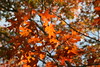 Allison Frost (queequeg) > Autumn in New York photo