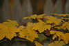 Allison Frost (queequeg) > Autumn in New York photo