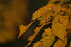 Allison Frost (queequeg) > Autumn in New York photo