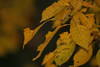 Allison Frost (queequeg) > Autumn in New York photo