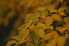 Allison Frost (queequeg) > Autumn in New York photo