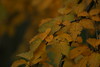 Allison Frost (queequeg) > Autumn in New York photo