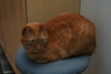 Allison Frost (queequeg) > Christmas Day '07 photo