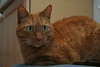 Allison Frost (queequeg) > Christmas Day '07 photo