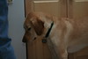 Allison Frost (queequeg) > Christmas Day '07 photo