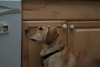 Allison Frost (queequeg) > Christmas Day '07 photo