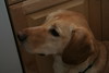 Allison Frost (queequeg) > Christmas Day '07 photo