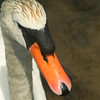 Allison Frost (queequeg) > San Diego Wild Animal Park: Take Two photo