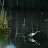 Allison Frost (queequeg) > Two Egrets and a Heron photo