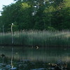 Allison Frost (queequeg) > Two Egrets and a Heron photo