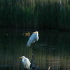 Allison Frost (queequeg) > Two Egrets and a Heron photo