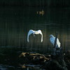 Allison Frost (queequeg) > Two Egrets and a Heron photo