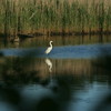 Allison Frost (queequeg) > Two Egrets and a Heron photo