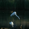 Allison Frost (queequeg) > Two Egrets and a Heron photo