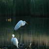 Allison Frost (queequeg) > Two Egrets and a Heron photo