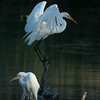 Allison Frost (queequeg) > Two Egrets and a Heron photo
