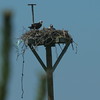 Osprey : 