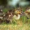 Ducklings at the Duck Pond : 