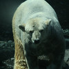 Allison Frost (queequeg) > Central Park Zoo photo