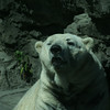 Allison Frost (queequeg) > Central Park Zoo photo