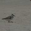 Allison Frost (queequeg) > The Plover at Pikes photo