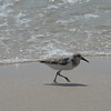 Allison Frost (queequeg) > The Plover at Pikes photo
