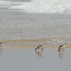 Allison Frost (queequeg) > The Plover at Pikes photo