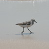Allison Frost (queequeg) > The Plover at Pikes photo