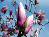 Allison Frost (queequeg) > January flowering tree on top of the hill by Duke/Hornby.