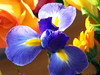 Allison Frost (queequeg) > Carolyn's recital flowers.