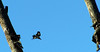 Birds! : BIRDS!