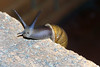 Snails! : A snail.