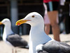 Allison Frost (queequeg) > Seagull down at Santa Monica Pier.