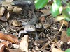 Chasing Lizards : I've been chasing little lizards with a camera.