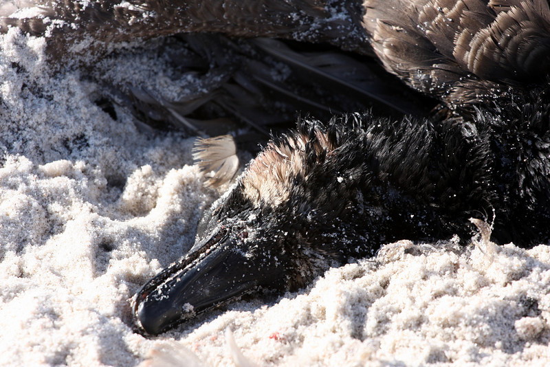 decay | Wild Westhampton